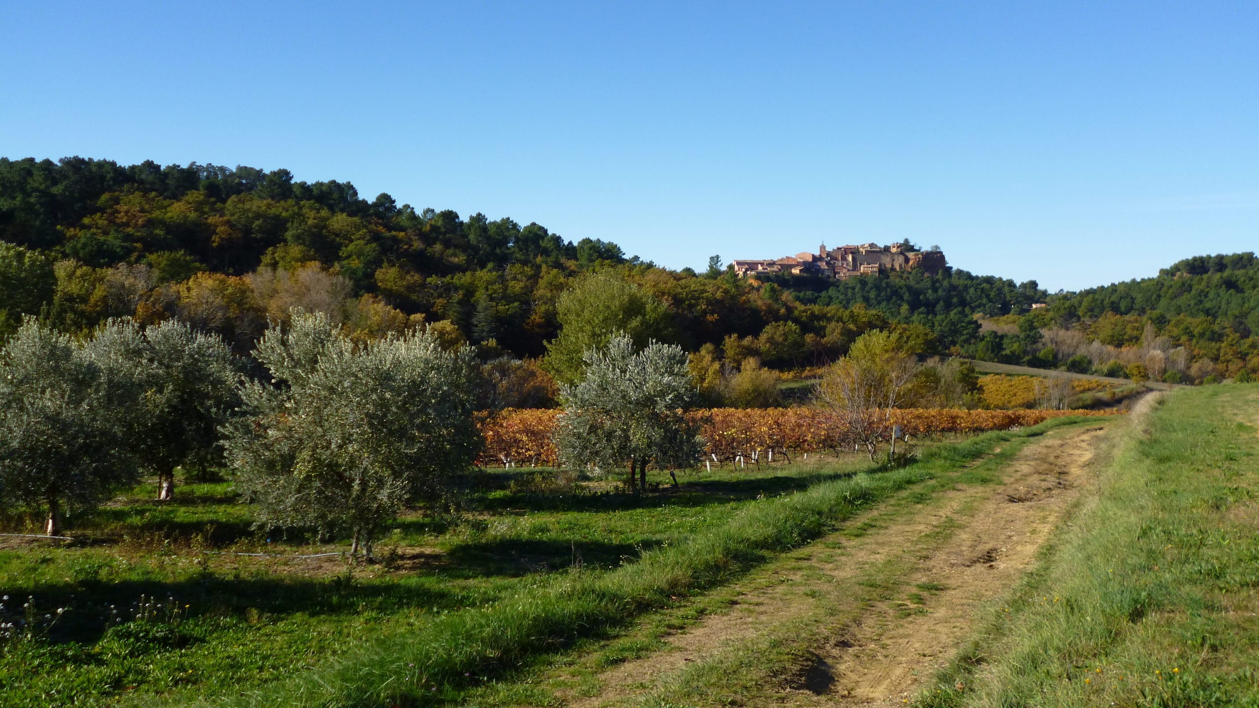 Vue sur Roussillon depuis nos oliviers